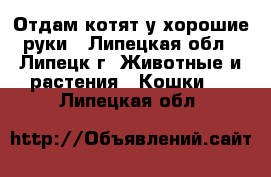 Отдам котят у хорошие руки - Липецкая обл., Липецк г. Животные и растения » Кошки   . Липецкая обл.